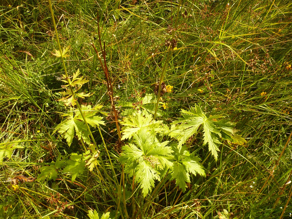 Trollius europaeus (Ranunculaceae)